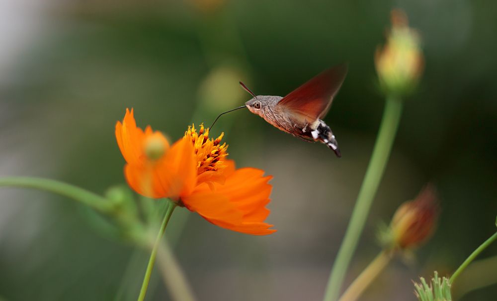 Бабочка Бражник