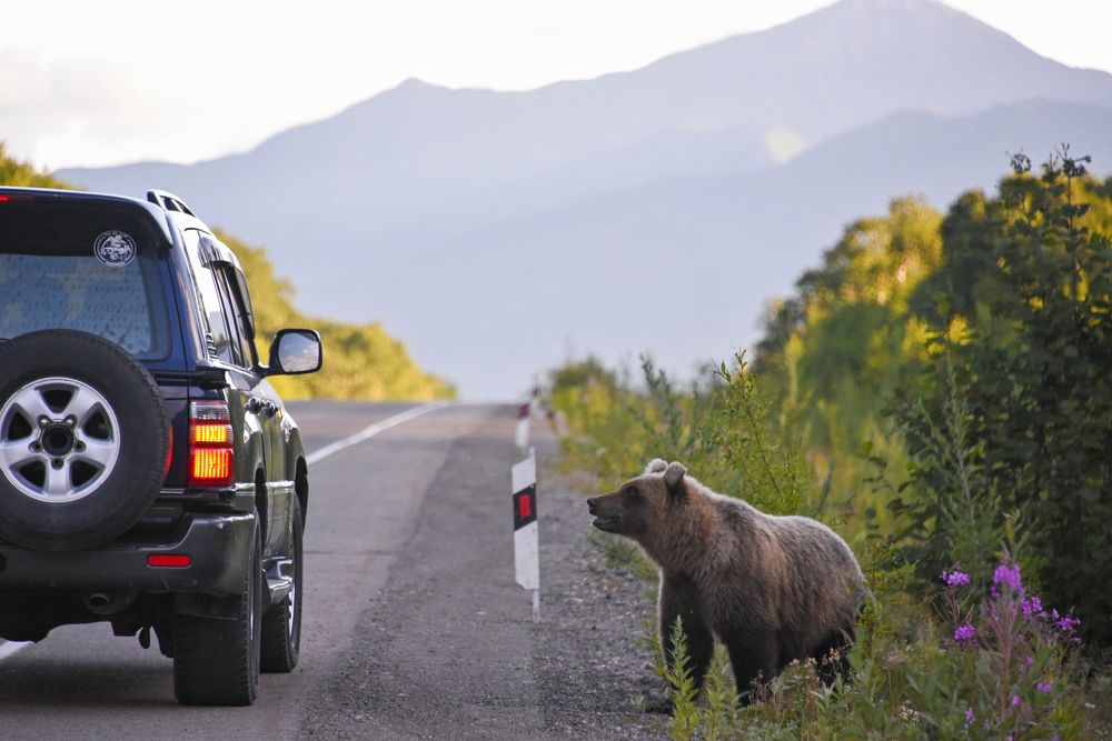 Камчатское сафари