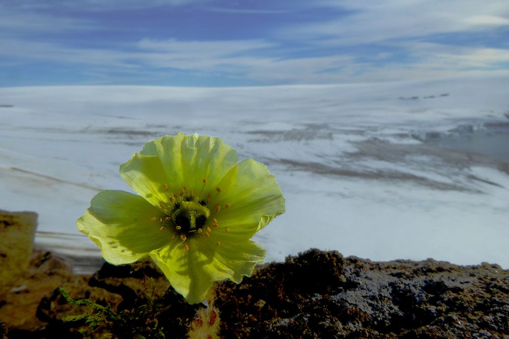 Между солнцем и льдом