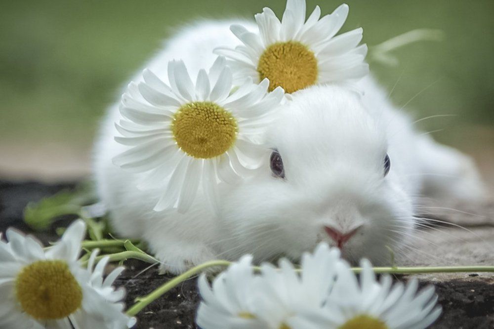 Любимый питомец по кличке Боня