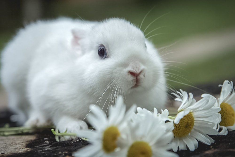 Любимый питомец по кличке Боня