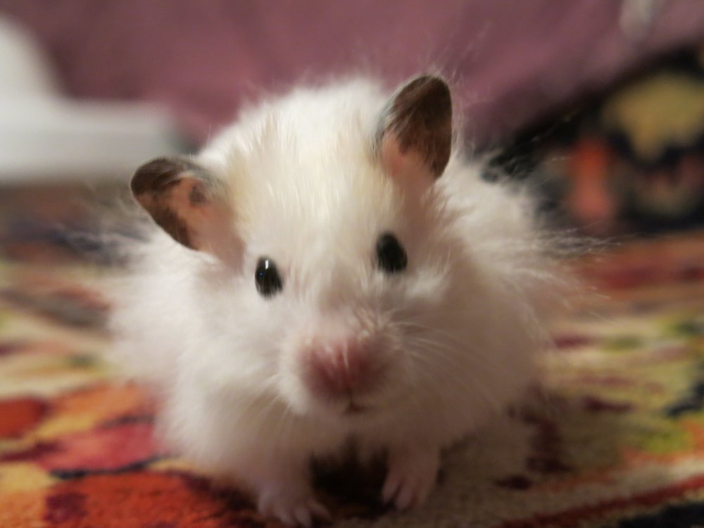 Любопытный.