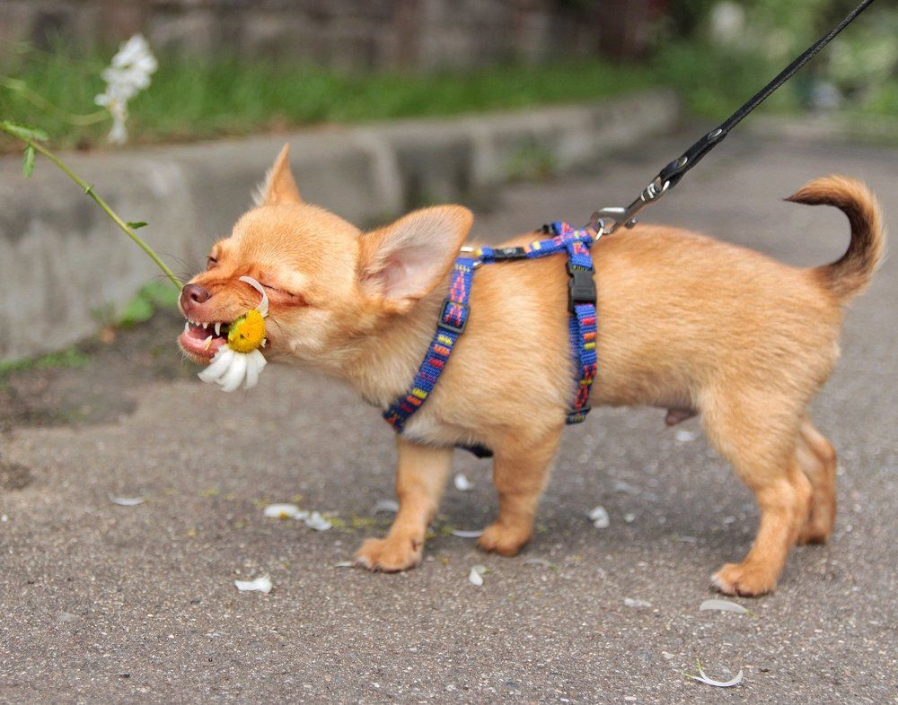 Нарву цветов и подарю букет...