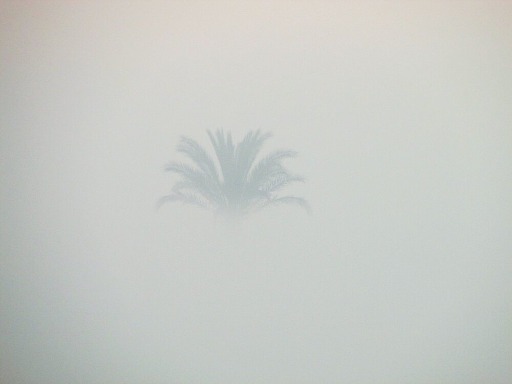 a palm tree in the fog