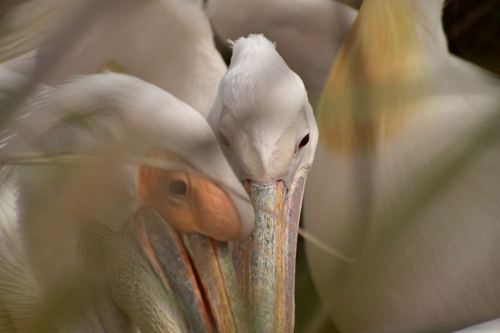 Photograph by ERNESTO AJIS