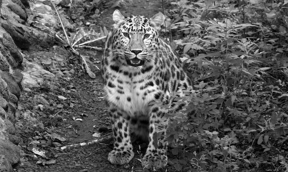 Улыбка леопарда.