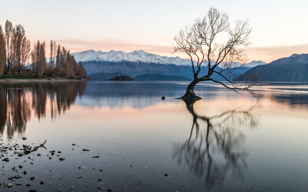 That Wanaka Tree