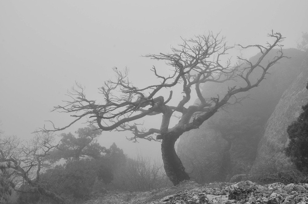 Черно-белая весна