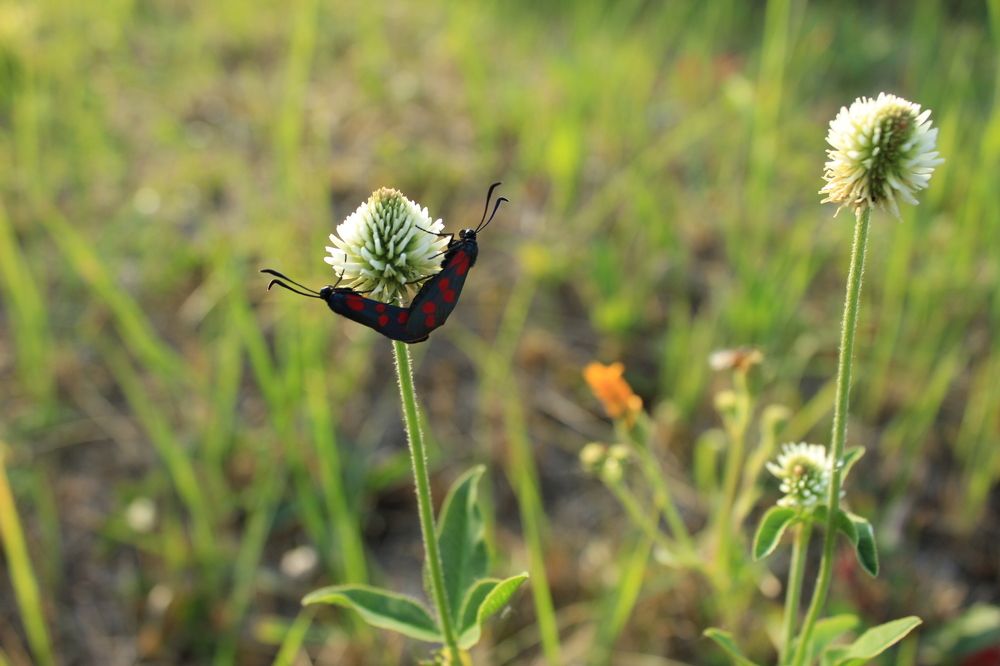 Спаривание бабочек