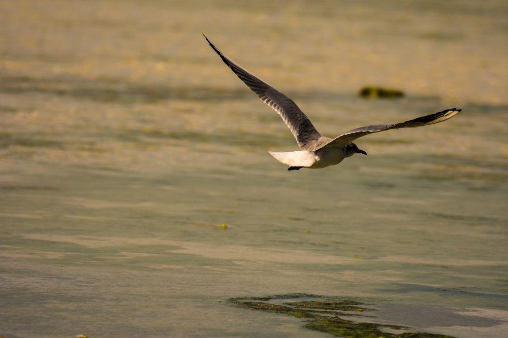 Flying Seagull