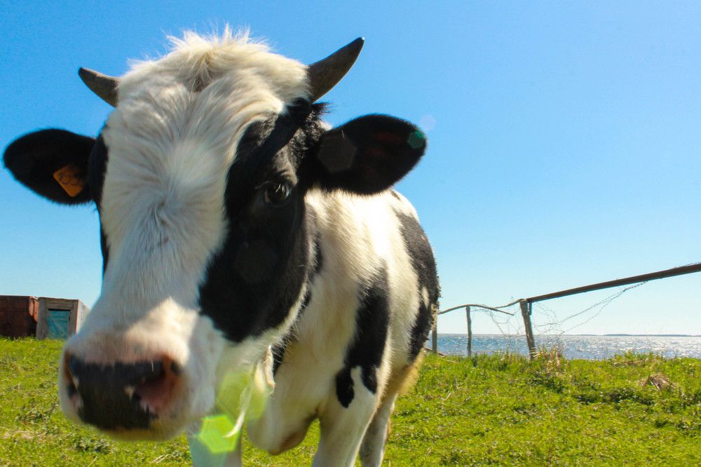 Любопытство