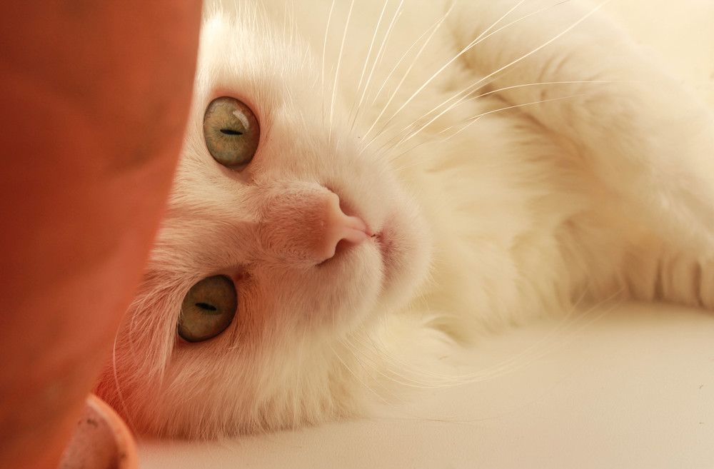 кот. Просто кот