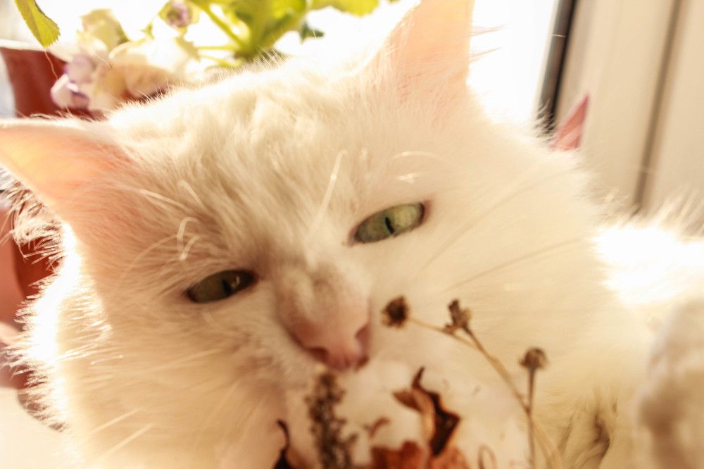 странные вещи