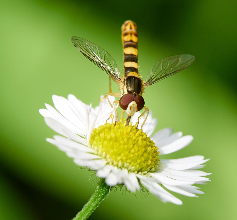Hoverfly on chamomile