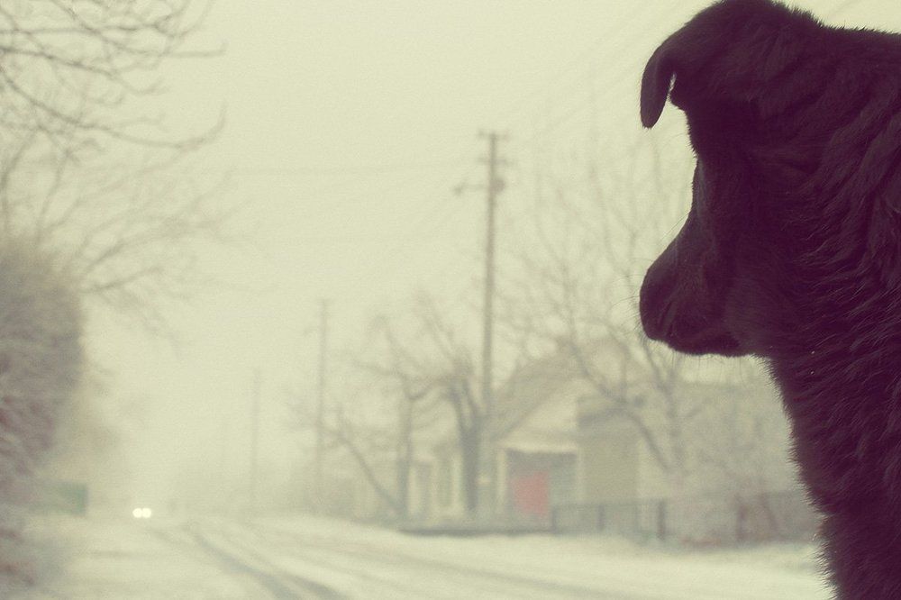 Барбос и Туман