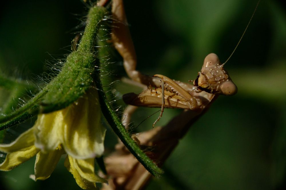 Для улучшения обоняния