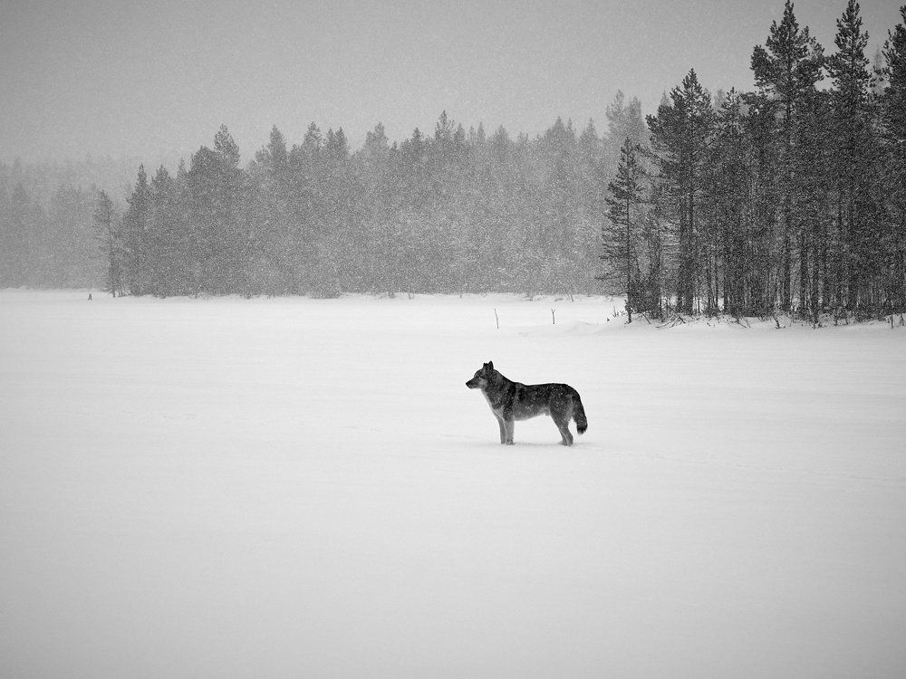 Photograph by Андрей Баскевич