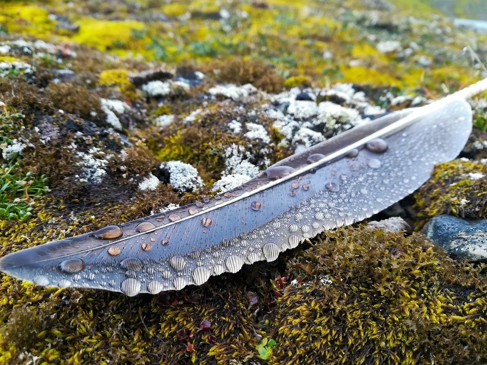 Потерянная красота