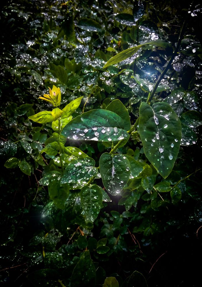 "Бриллианты"