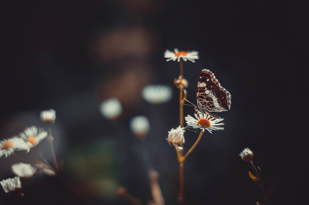 Photograph by Карпова Валентина