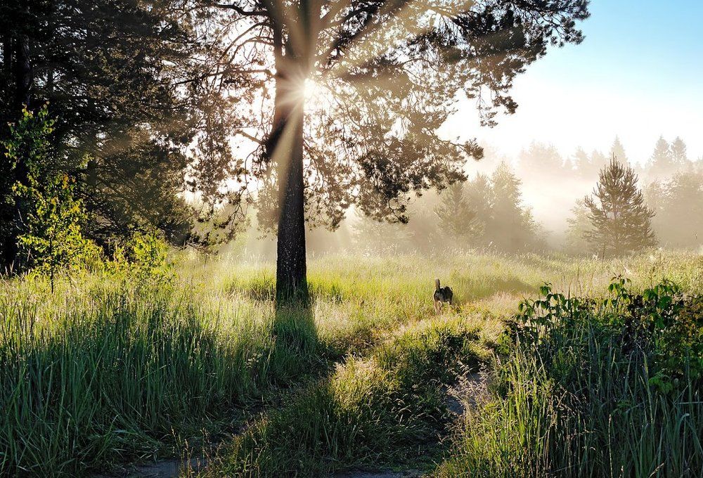 Раннее утро