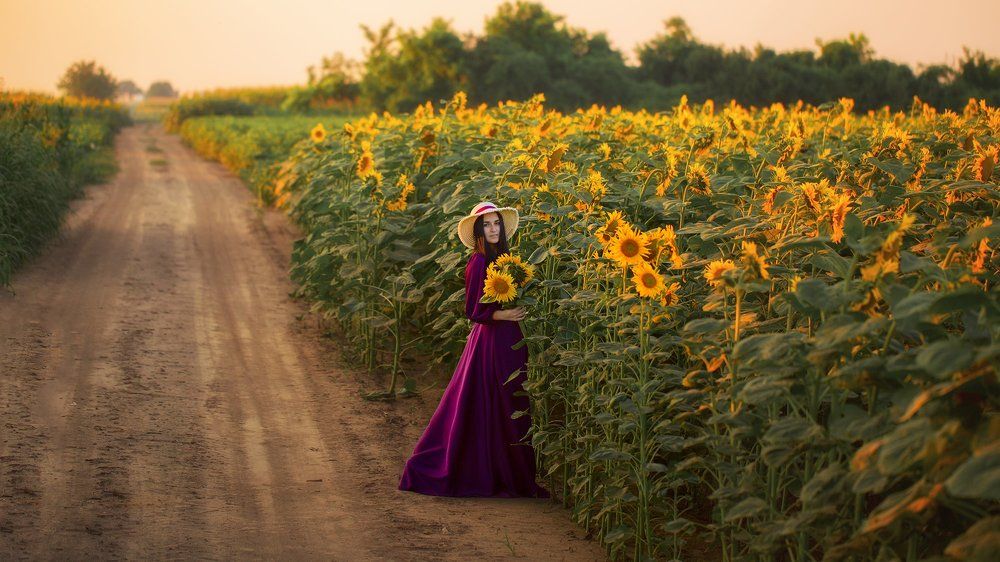 По дороге с подсолнухами