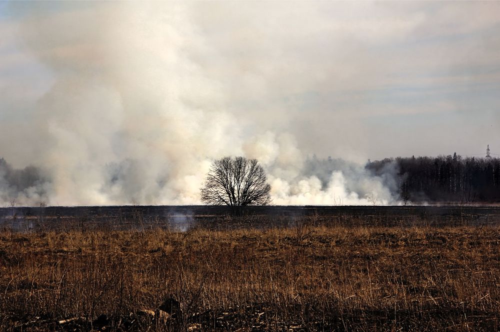 Пал травы