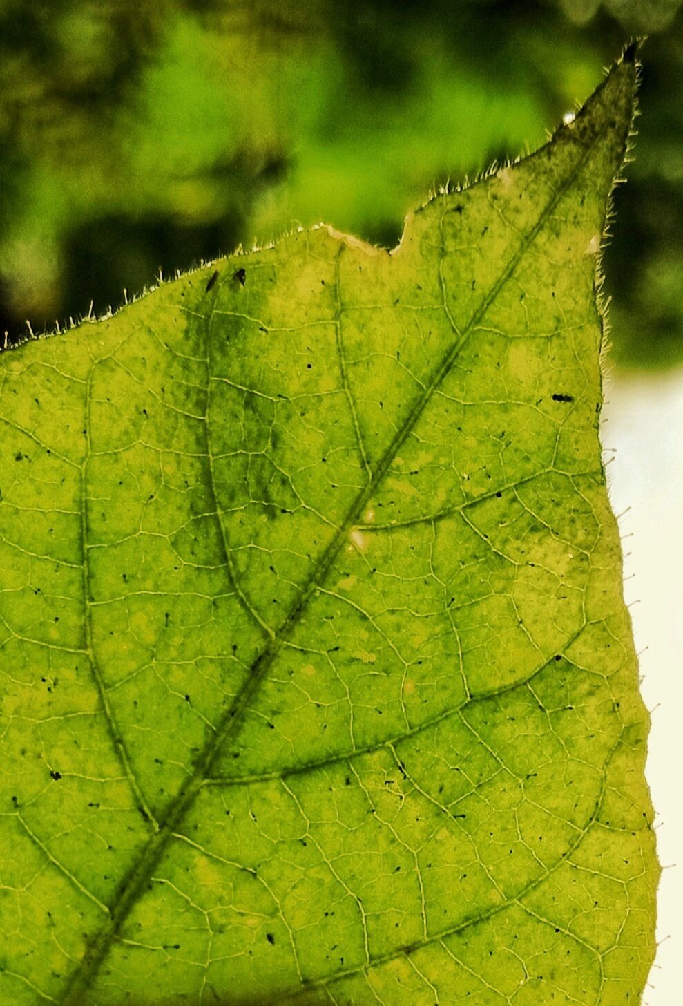 Leaf