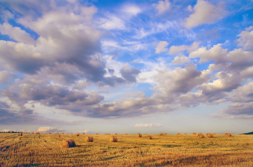 августовское  поле...