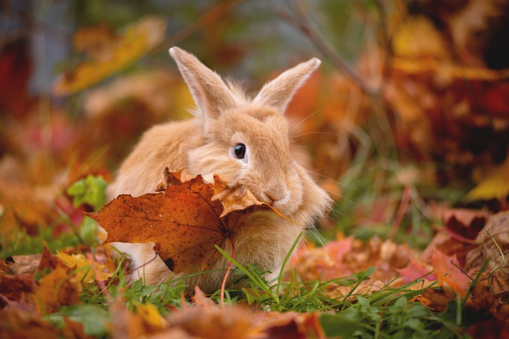 Кролик в осени