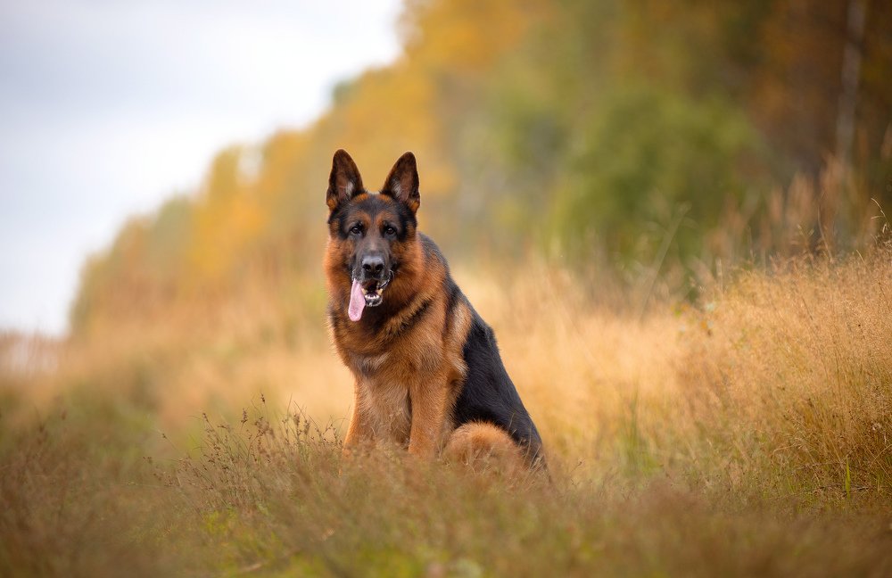Золотая осень
