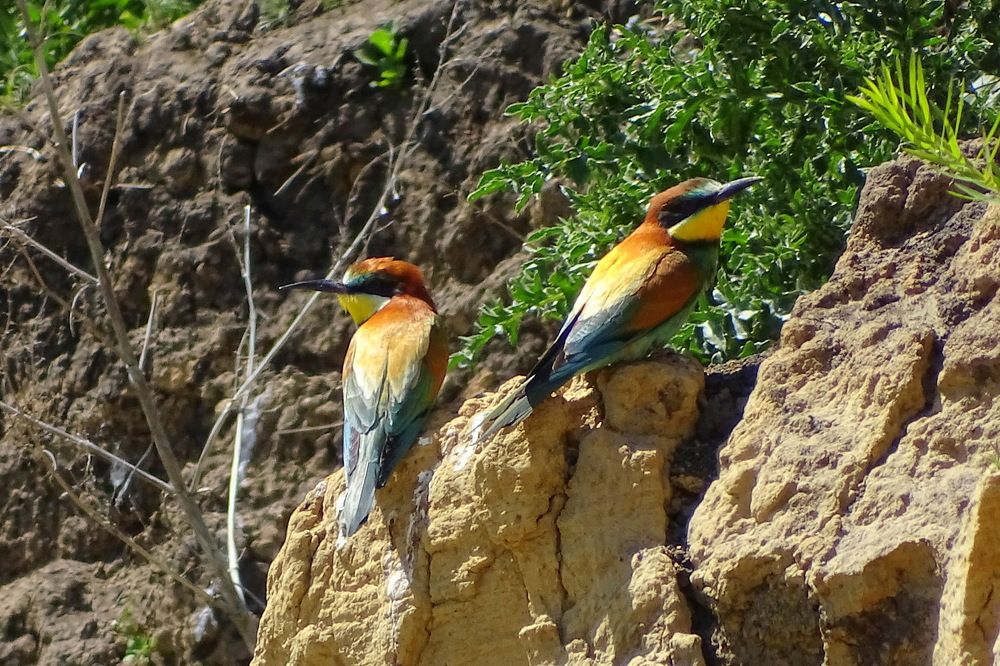 Золотистые щурки.