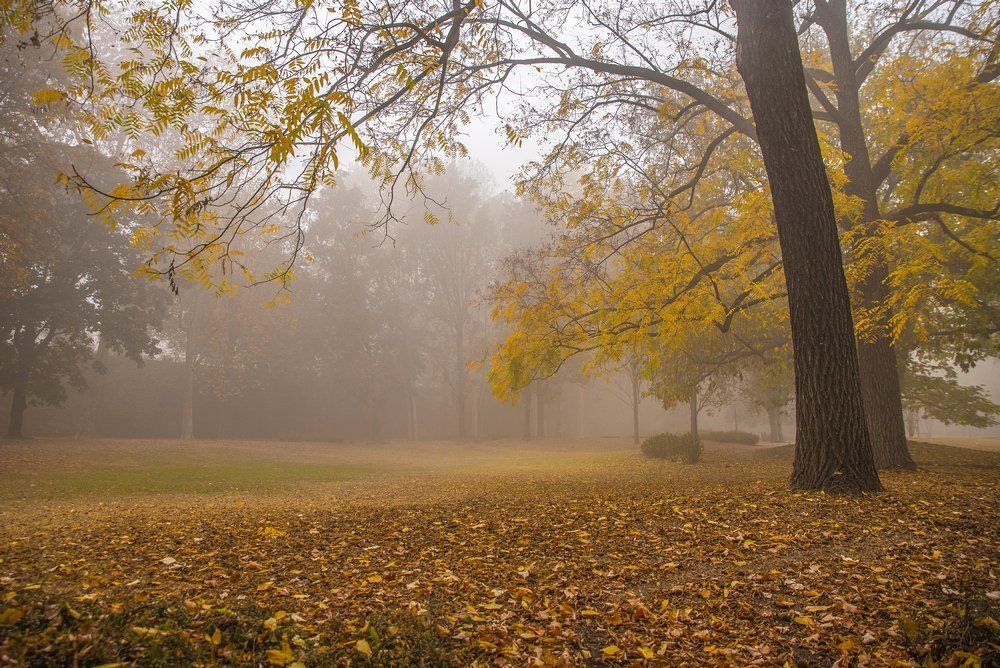 Зоротой туман