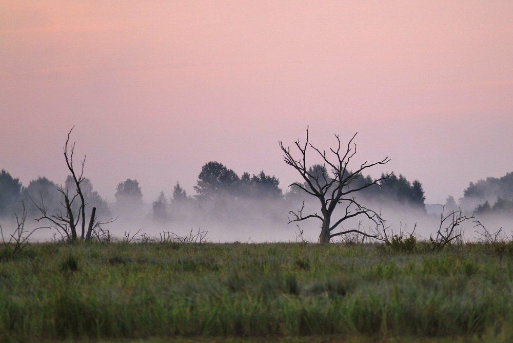 Призраки болот