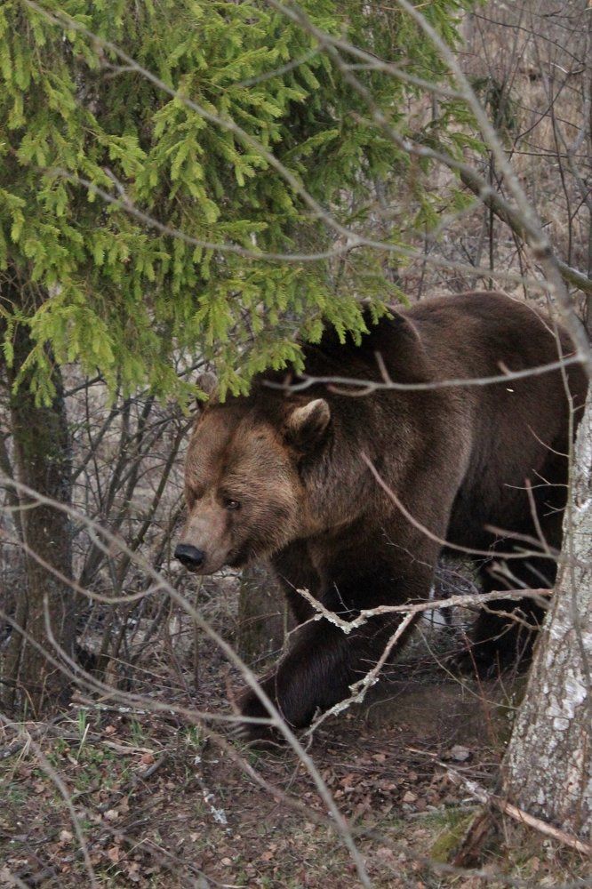 Вышел на прогулку