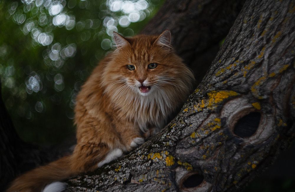 рыжий незнакомец