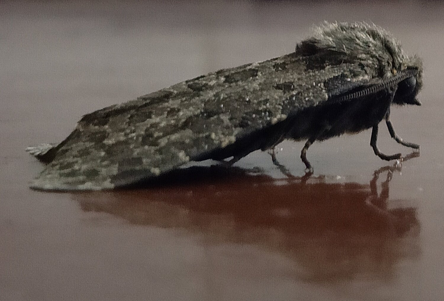 Bug