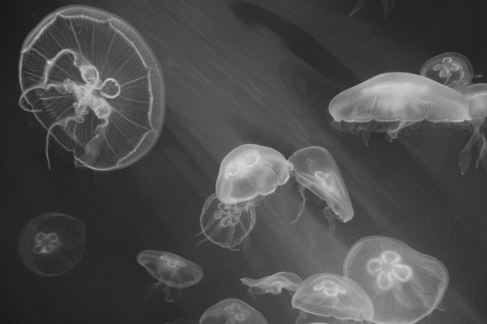 Медузы