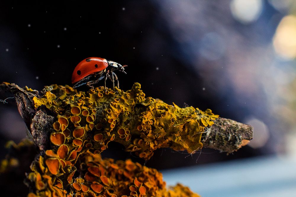через тернии к звездам
