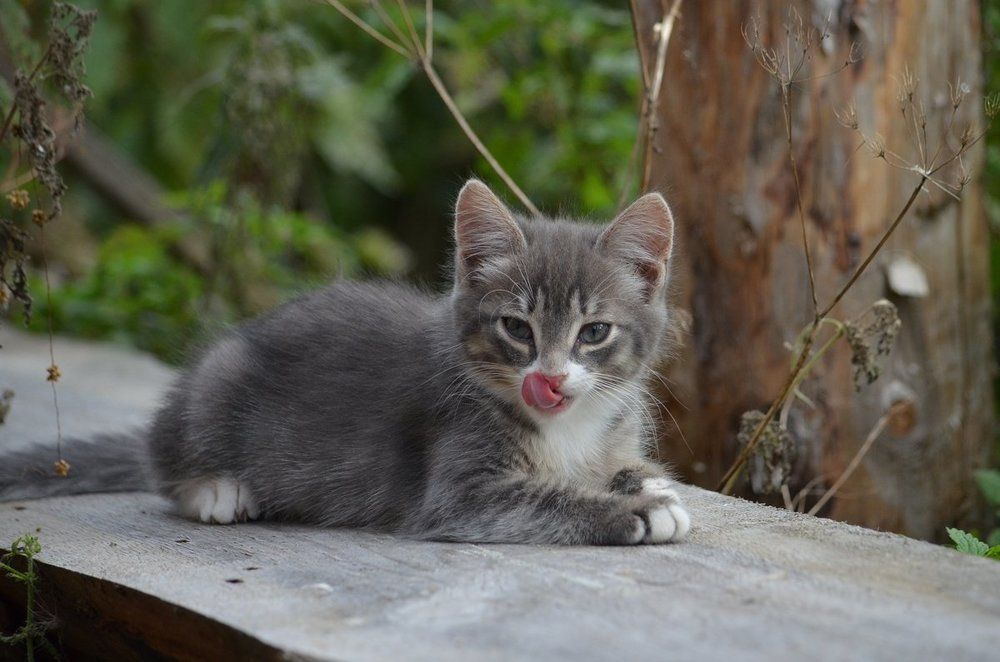 Photograph by Галина Катанова