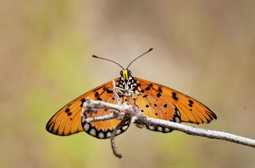 Photograph by nailul