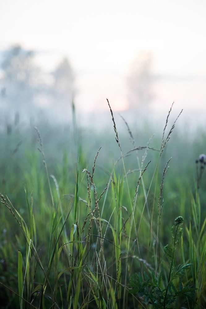 подмосковный туман
