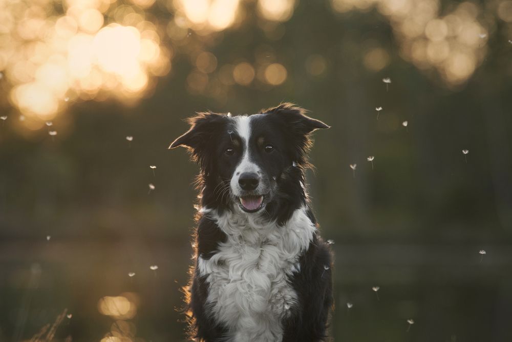 Парашютики