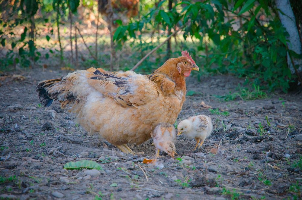 В деревне такие домашнии животные