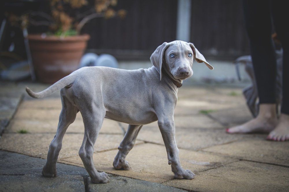 Weimaraner