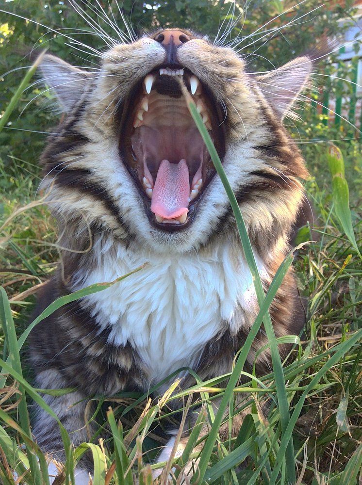 Russian tiger