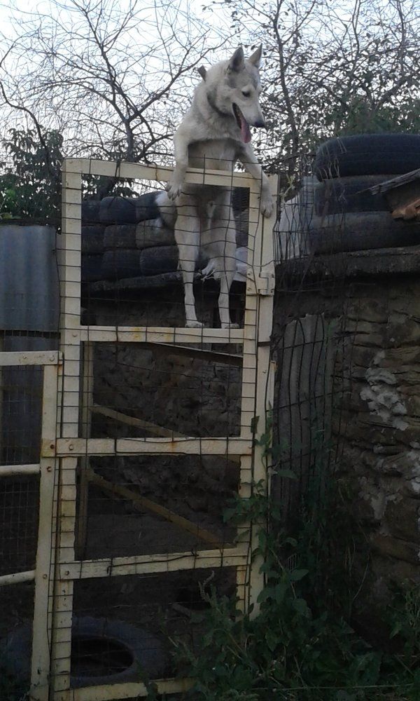 буран