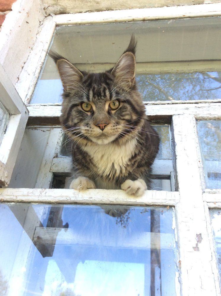 Maine coon