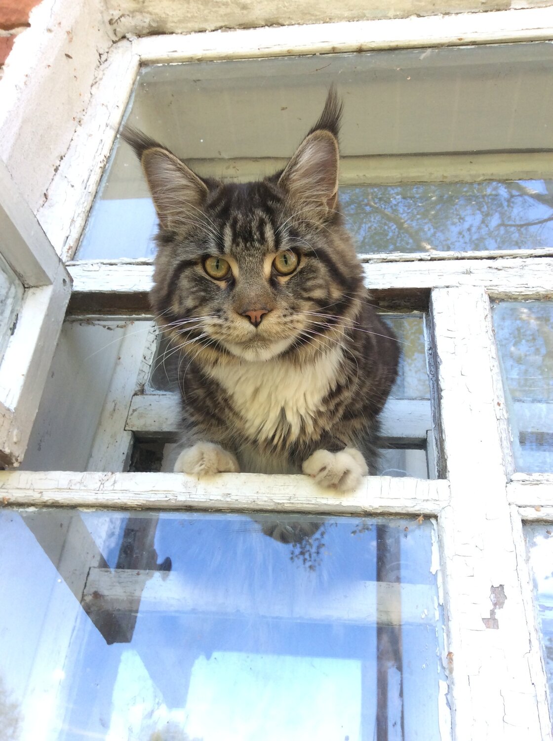 Maine coon