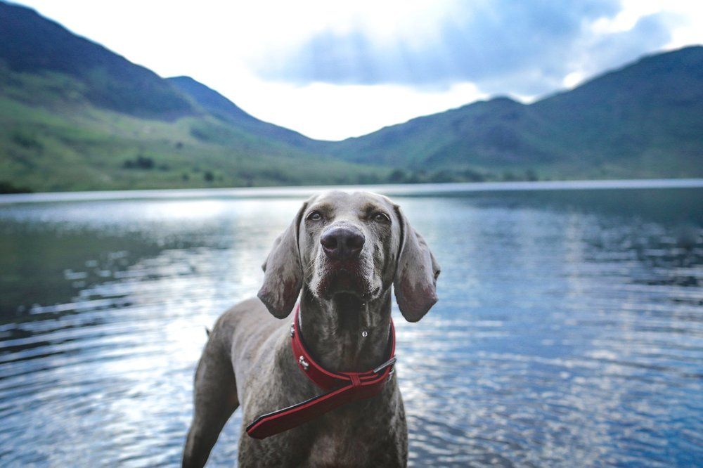 Weimaraner